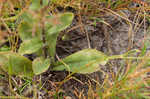 Soft goldenaster